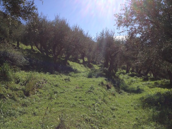 azienda milio esterno casa